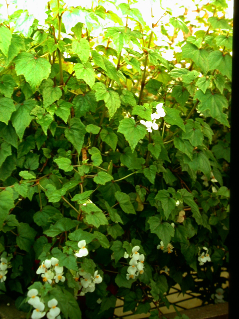 B. homonyma
